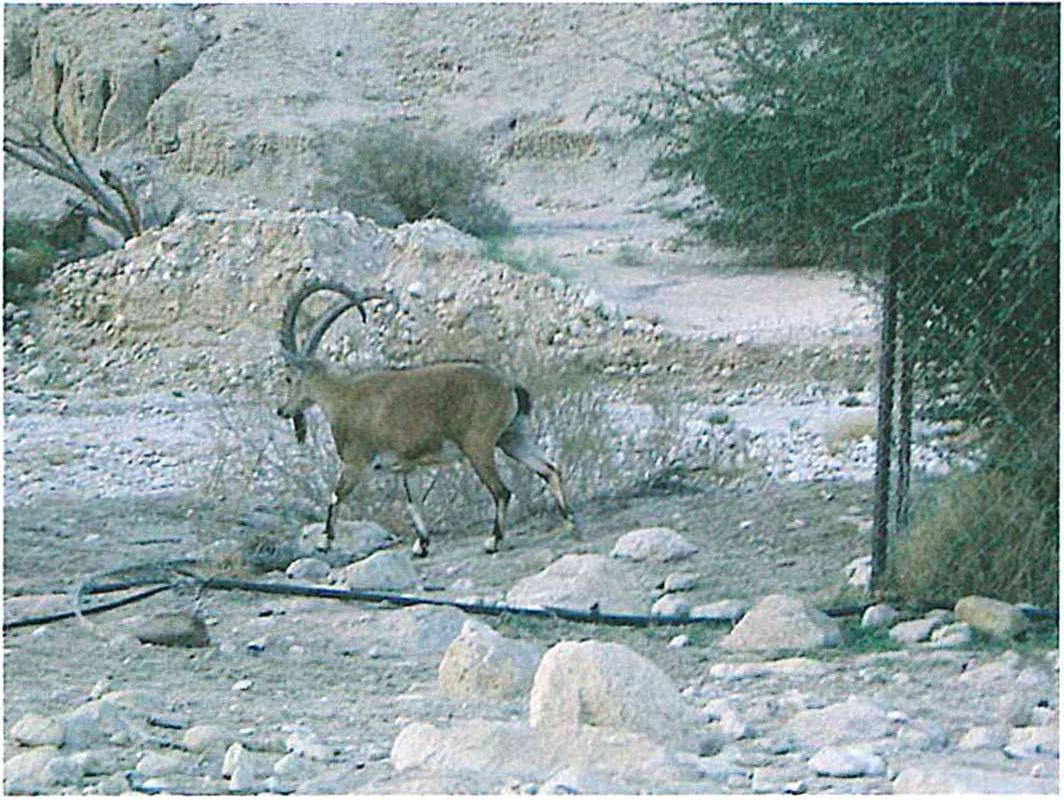 (בספר תמונה של יעל באזור בקעת ים המלח בשמורת עין גדי)